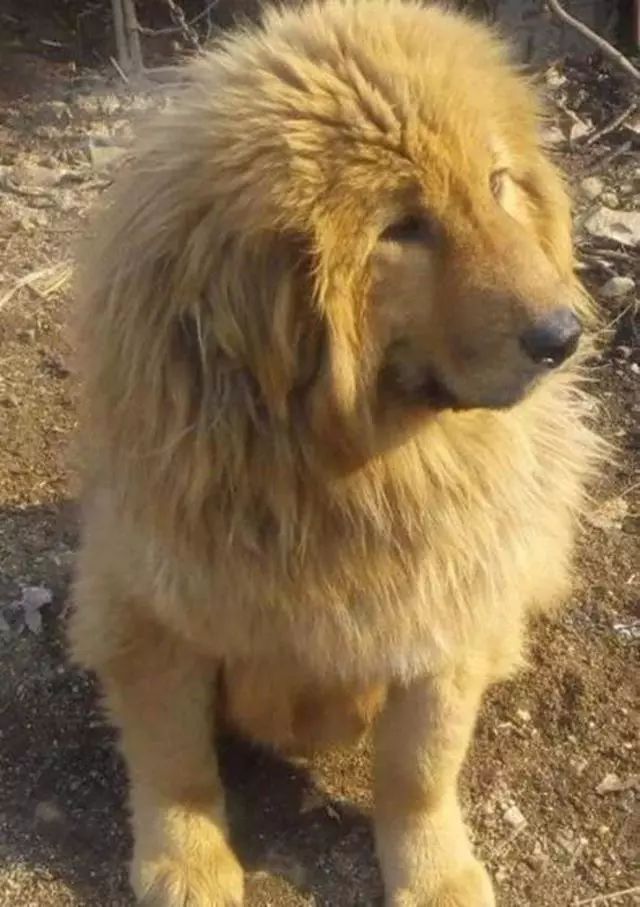 狗狗驱蚊针——夏日宠物护理新选择